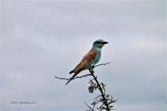 Kruger Park (15)