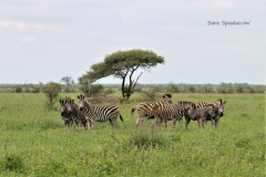 Kruger Park (16)