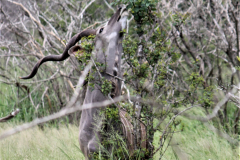 Kruger Park (18)