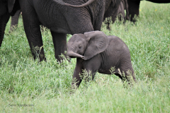 Kruger Park (19)