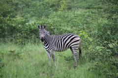 Kruger Park (2)