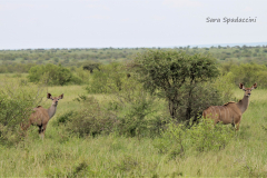 Kruger Park (20)