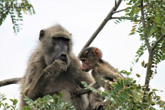 Kruger Park (21)