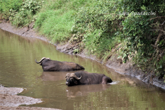 Kruger Park (23)