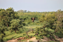 Kruger Park (24)