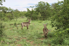 Kruger Park (25)