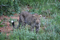 Kruger Park (27)