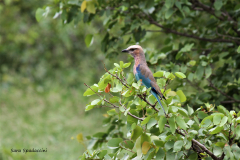 Kruger Park (29)