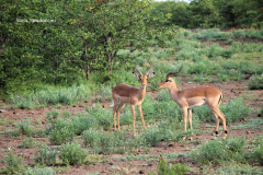 Kruger Park (3)