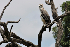 Kruger Park (33)