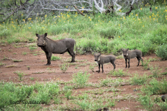 Kruger Park (7)