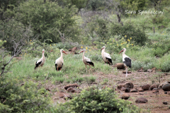 Kruger Park (8)