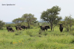 Kruger Park (9)