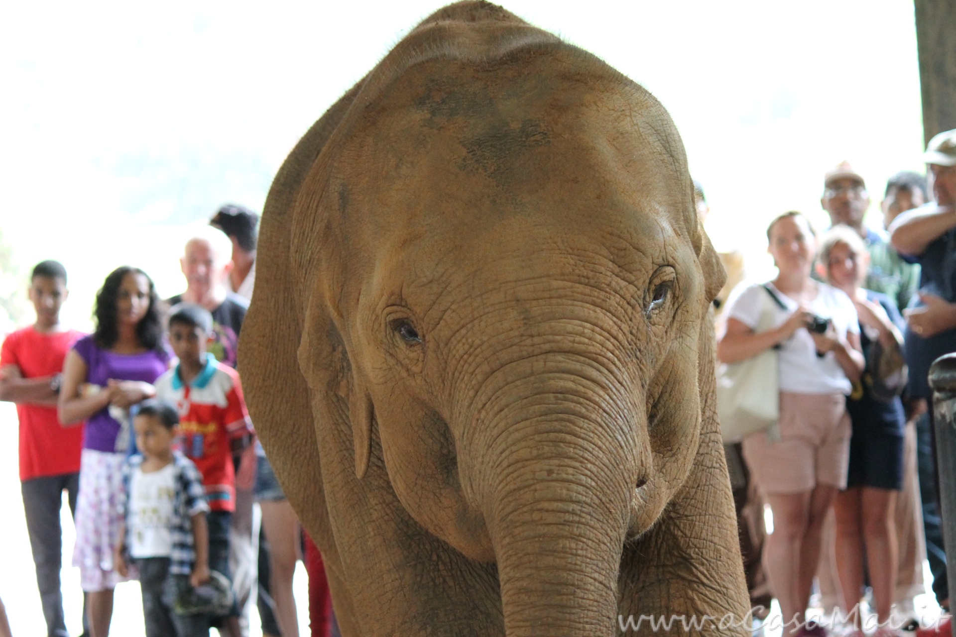 Pinnawala Elephant Orphanage, uno speciale orfanotrofio in Sri Lanka il piccolo elefantino