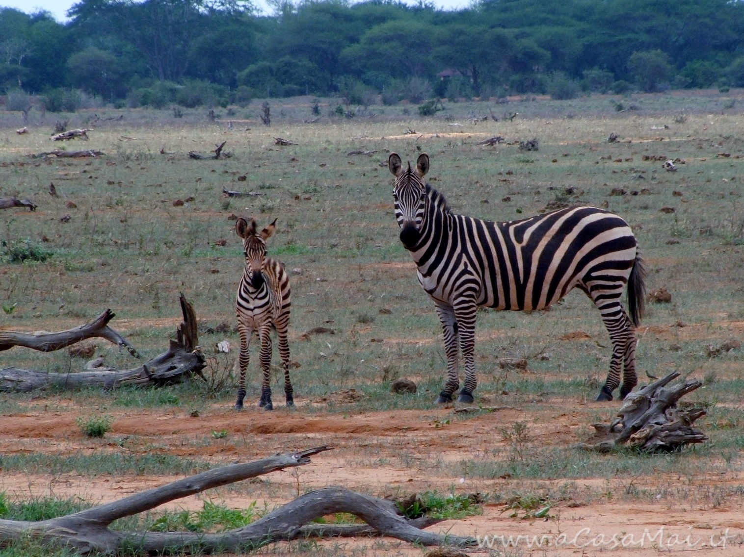 Kenya: primo giorno di safari Zebre allo Tsavo N.P.