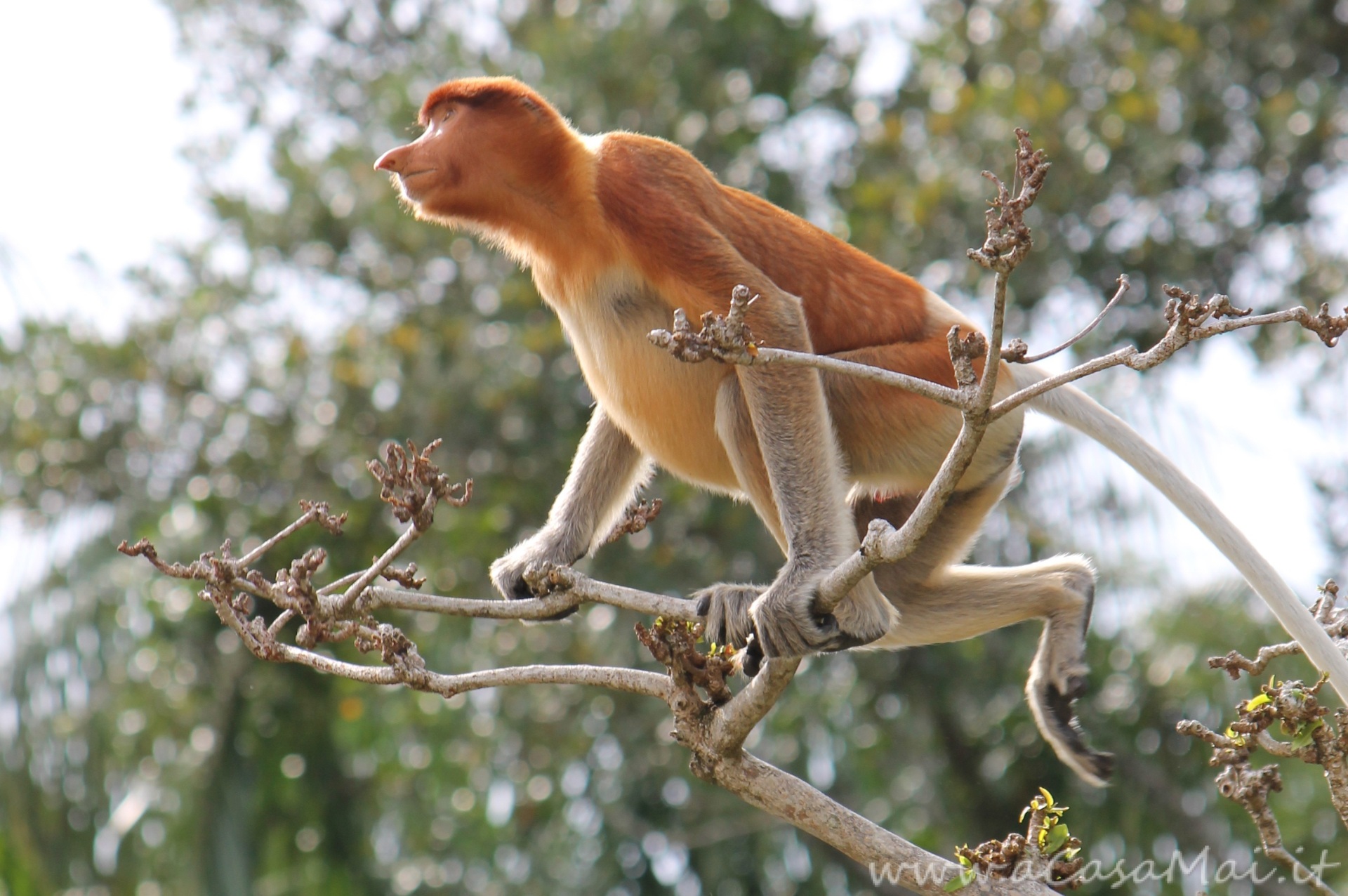 Bako National Park, foresta pluviale sul mare nel Borneo Malese Nasica_del_Borneo