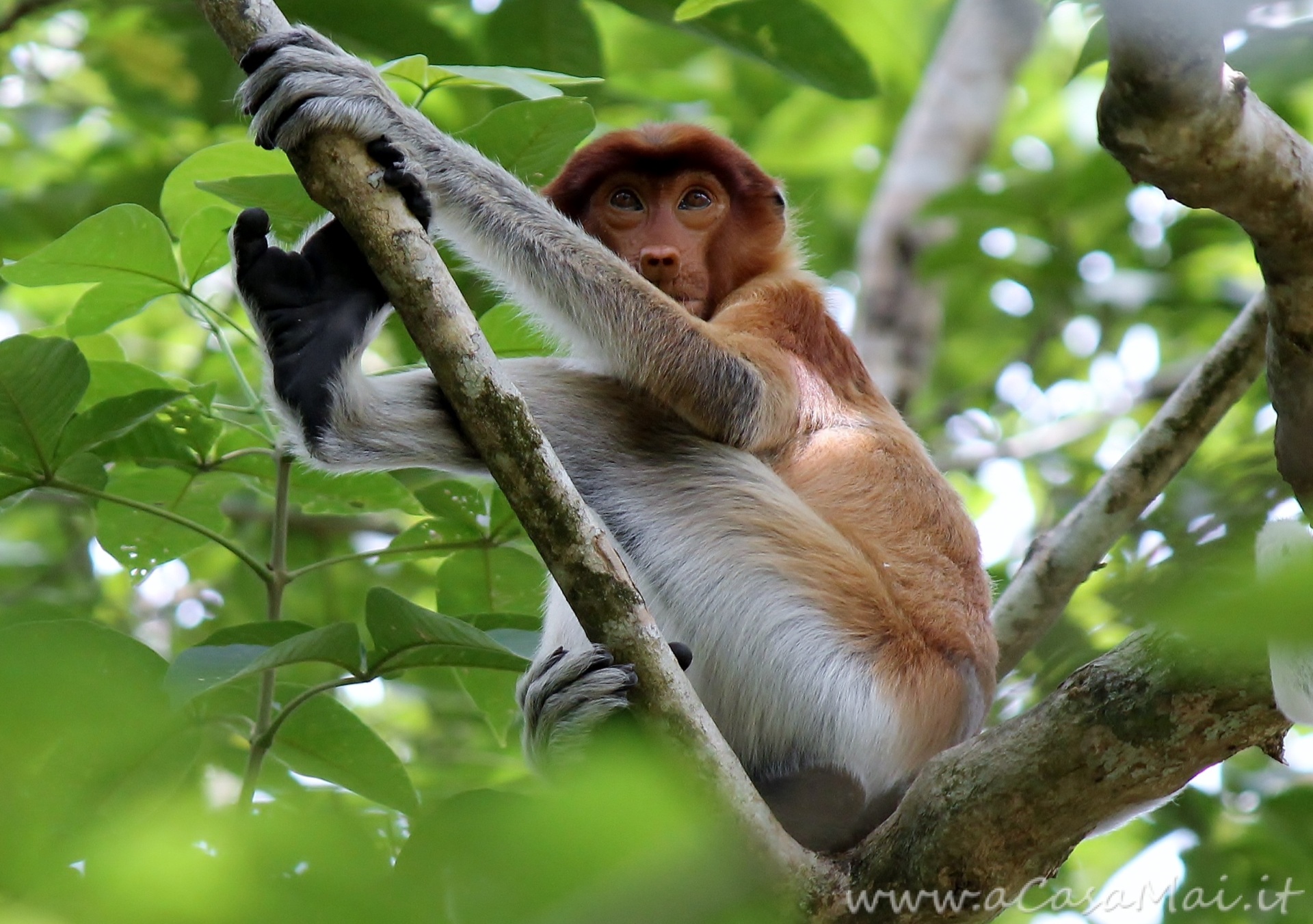Malesia: Bako National Park #gallery Nasica_del_Borneo_al_Bako_National_Park