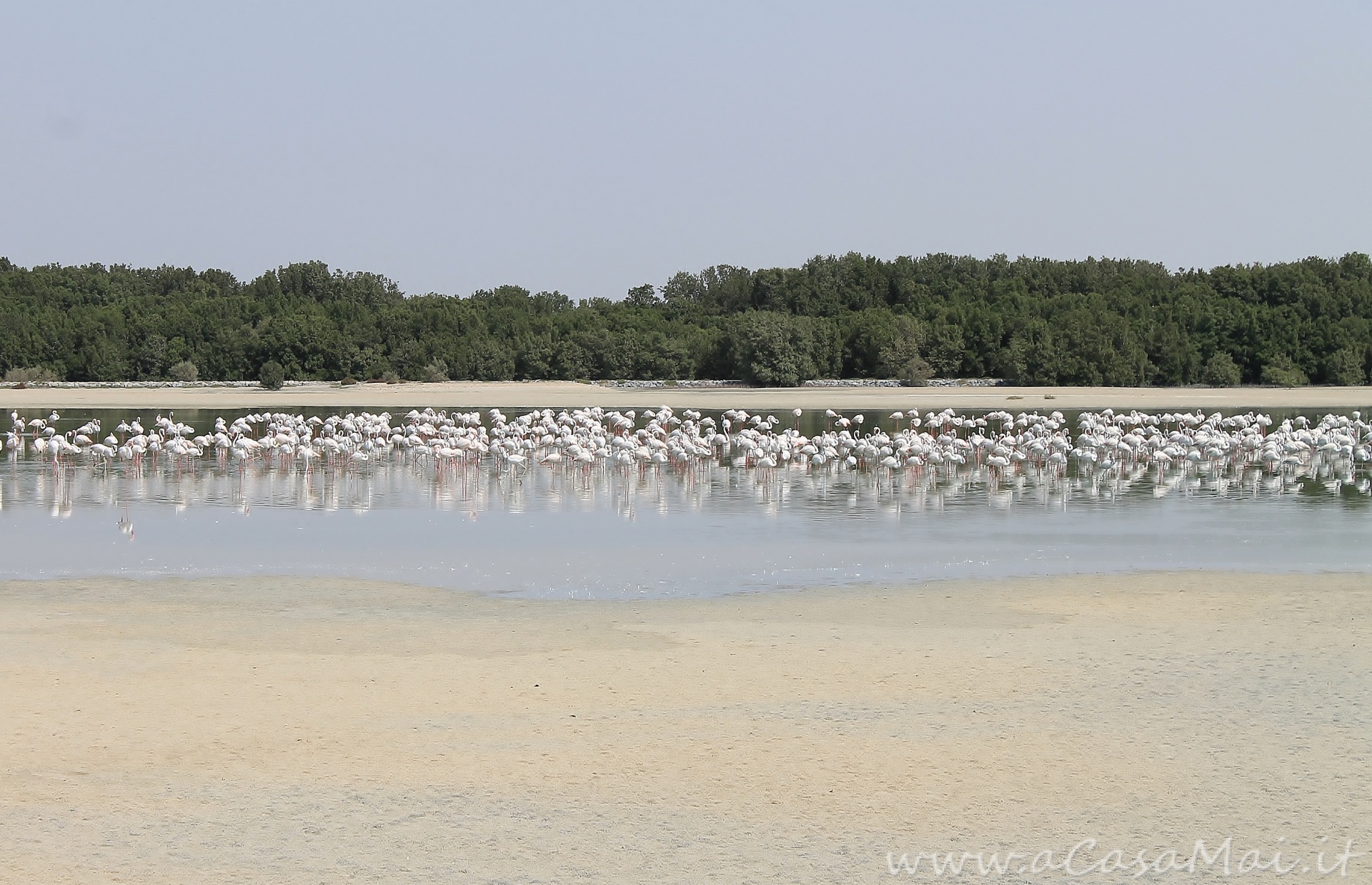 Ras Al Khor: birdwatching nel bel mezzo di Dubai Ras Al Khor Wildlife Sanctuary
