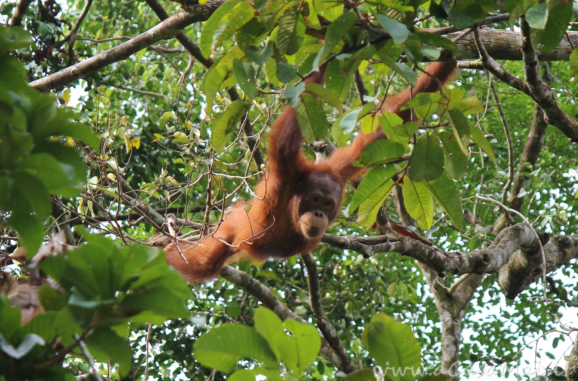Semenggoh, centro per la riabilitazione degli urangutan in Malesia Semenggoh