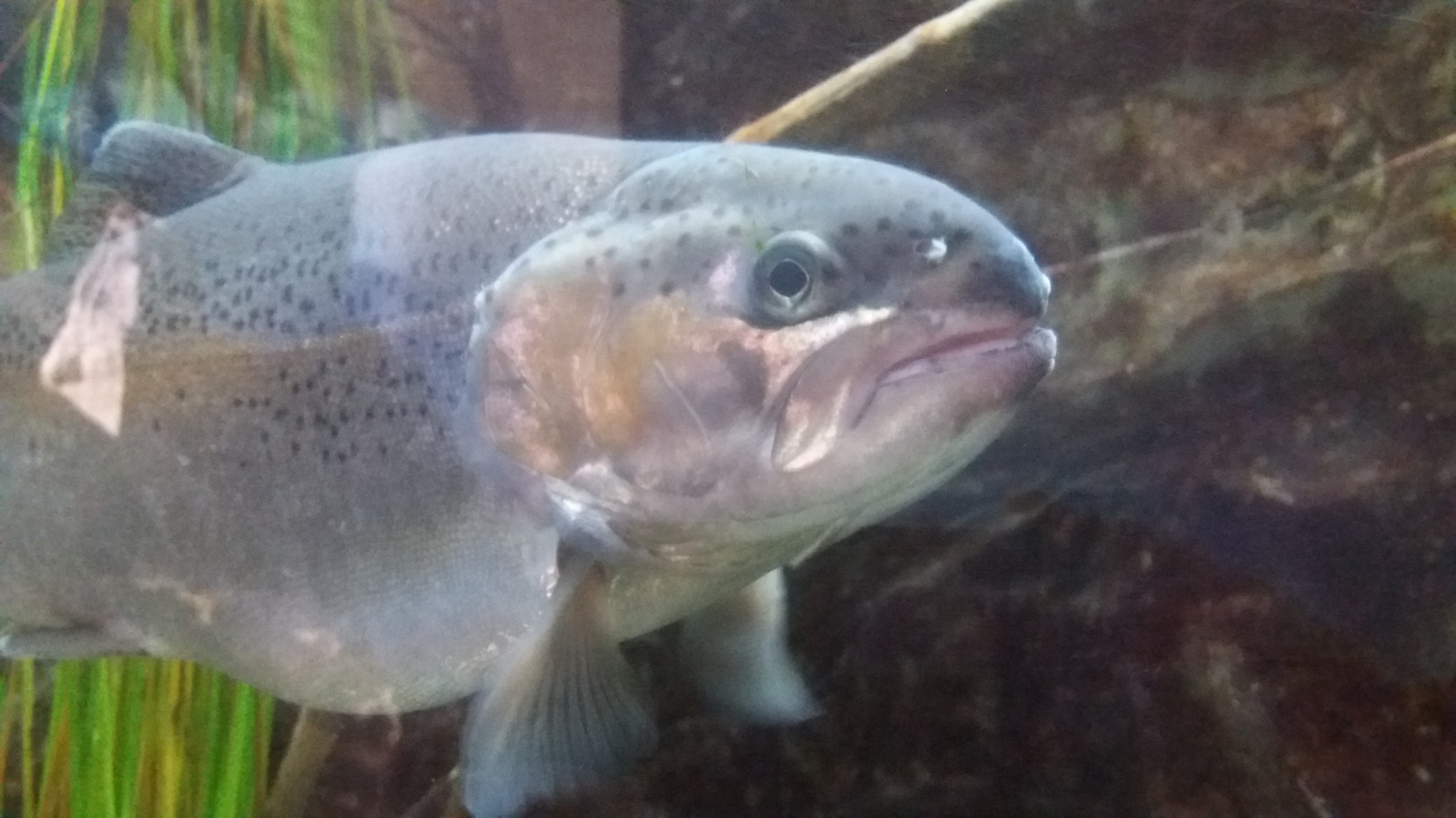 L’interessante acquario di Ariis di Rivignano, vicino a Udine Ospite all'acquario di Ariis 1