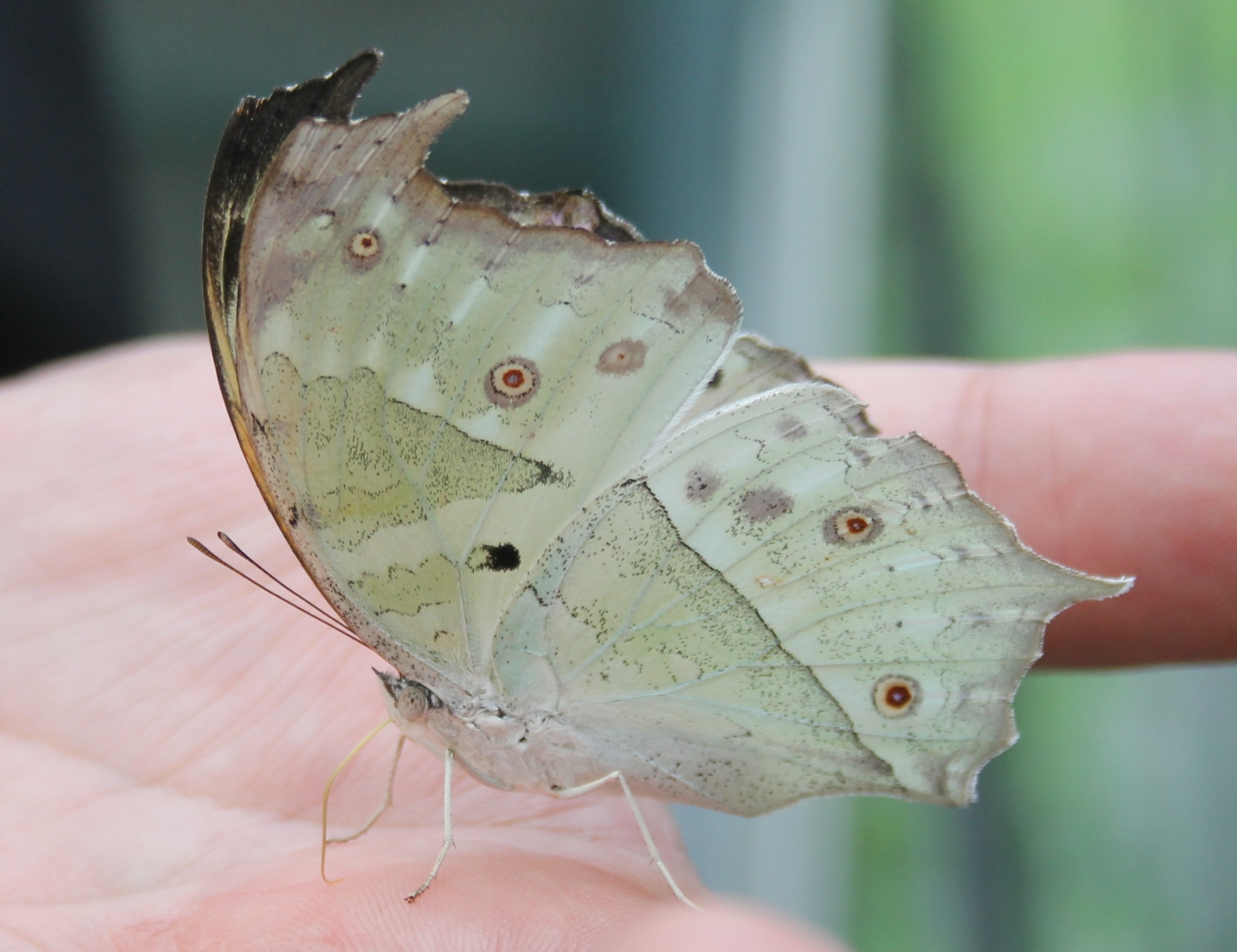 Una passeggiata alla Casa delle Farfalle di Bordano, vicino a Udine Casa delle farfalle di Bordano, Friuli Venezia Giulia
