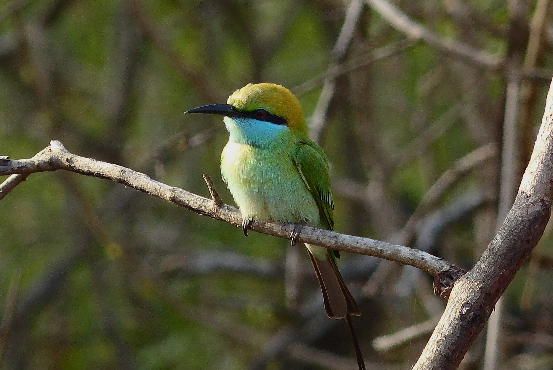 Tra elefanti, leopardi e pesci…i Parchi Nazionali e Riserve più importanti dello Sri Lanka! Green Bee-eater allo Yala National Park, Sri Lanka