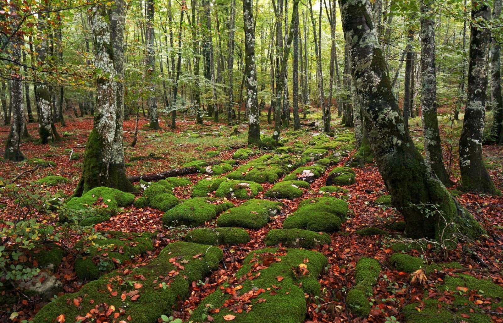 Cammino di Santiago: Redecilla del Camino – San Juan de Ortega Montes de Oca, Spagna