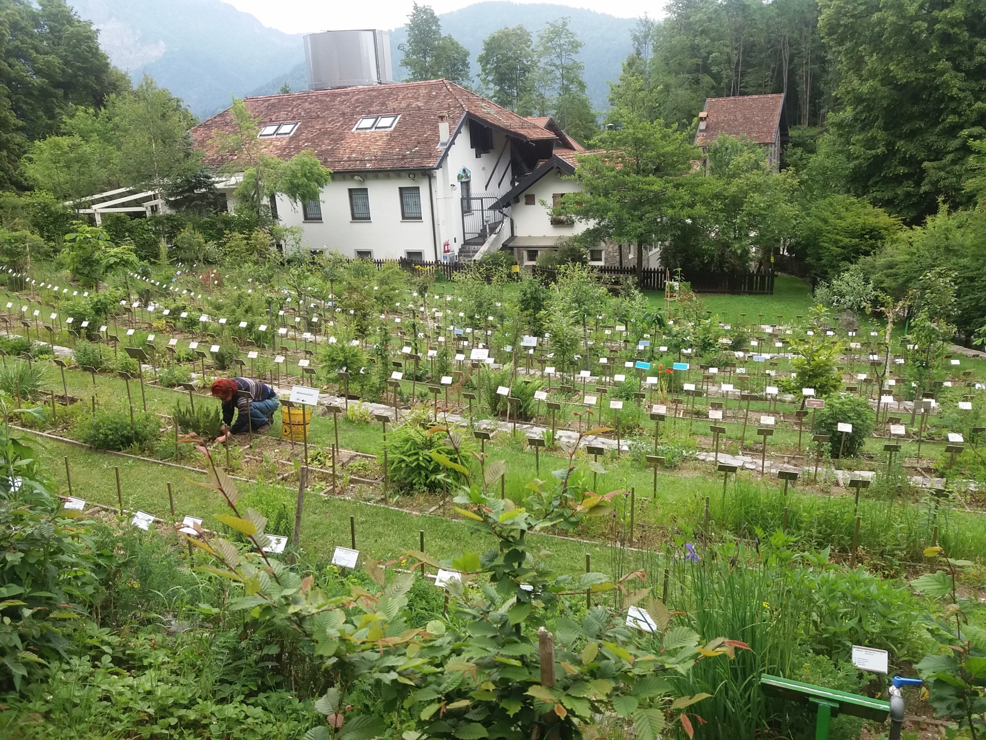L’interessante orto botanico “Il giardino dei semplici” di Zuglio (Udine) Orto botanico il giardino dei semplici dall'alto