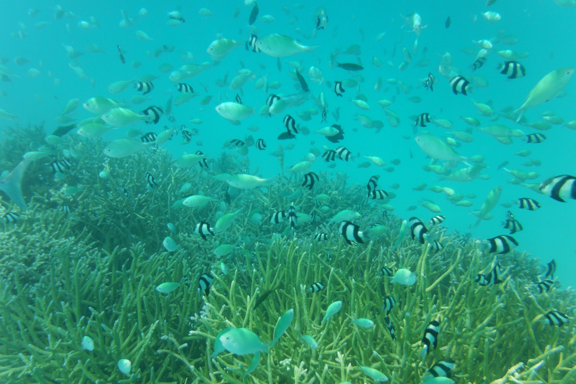 Sabbia bianca, mare blu, pappagalli e pesciolini… in totale relax alle Maldive! Snorkelling stupendo alle Maldive