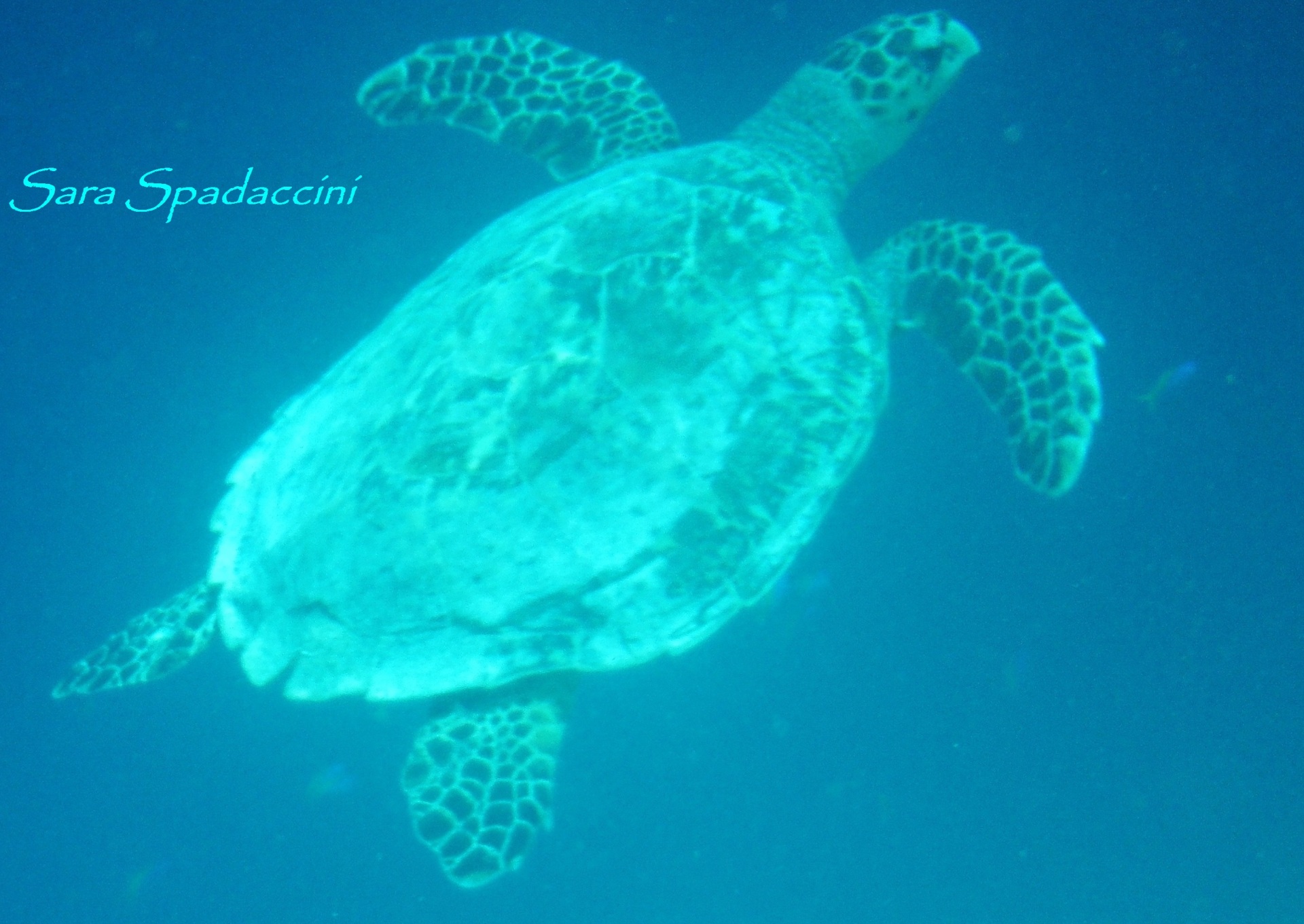 Di fronte ad una stupenda barriera corallina, fine del viaggio alle Maldive