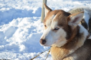 Husky in Norvegia - © Fabio Santacaterina (@bohemien86 su instagram)