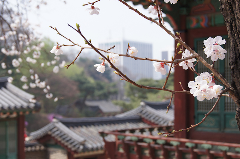 Changdeokgung è uno dei palazzi imperiali di Seoul assolutamente da vedere in città