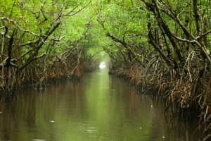 Florida, Everglades