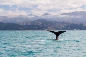 Nuova Zelanda, balena a Kaikoura (1024x683)