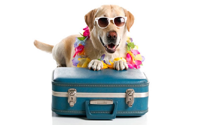 Vacanze con il cane: le regole base! Vacanze con il cane