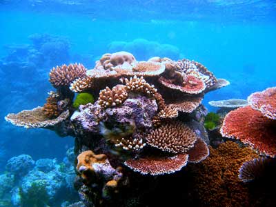 Grande Barriera Corallina In Australia Acasamai It