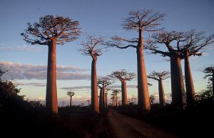 Madagascar1.vacanze a settembre