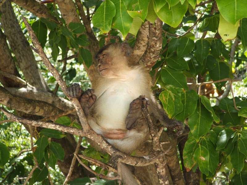 Monkey Beach Phi Phi Island