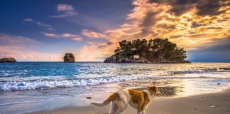 Vacanze con animali: parti con il tuo migliore amico! Vacanze Con Animali.2