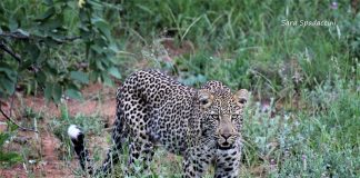 Sudafrica: Kruger Park e Safari #gallery Kruger Park (27)