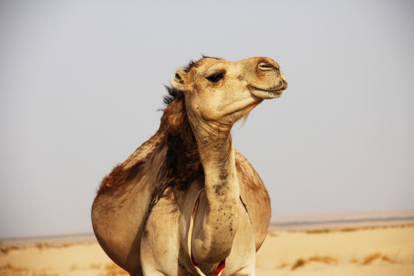 Dove andare in vacanza in Tunisia? Nel deserto ovviamente!