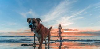 Vacanze con animali, in molti posti è ora possibile! Vacanze Con Animali Italia